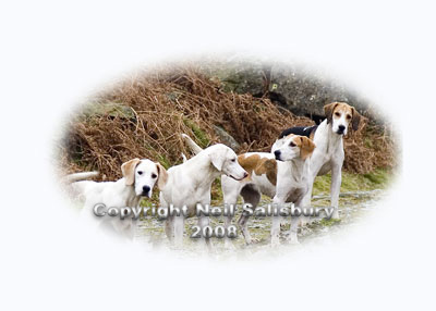 Group of Hounds